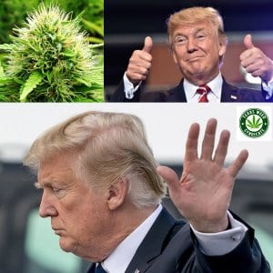 Read more about the article Trump To Back Federal Legalization Of Marijuana