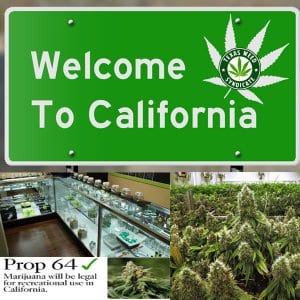 Read more about the article Californians Are Still Going To Their Regular Old Dealer Despite Of Legalization