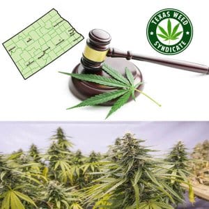 Read more about the article What Is THCA & How is it Legal in Most States in the USA?