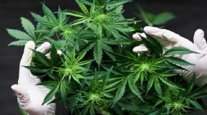 Read more about the article 10 Good Reasons To Buy THCA Flower Online