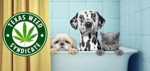 Read more about the article What Is The Best CBD For Dogs