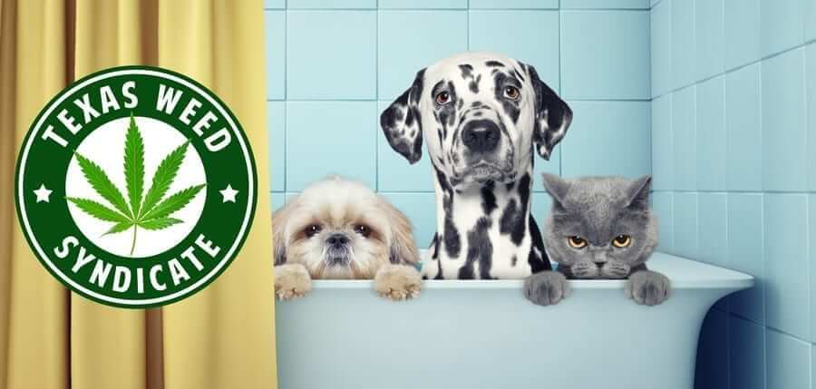 CBD For Dogs
