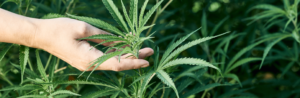 Read more about the article HHC Cannabinoid FAQs