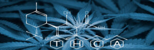 Read more about the article The Difference Between THC & THCA