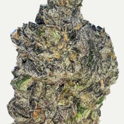 Flower Gelato 41 / G41