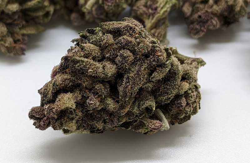 No Drama Llama Flower THCA
