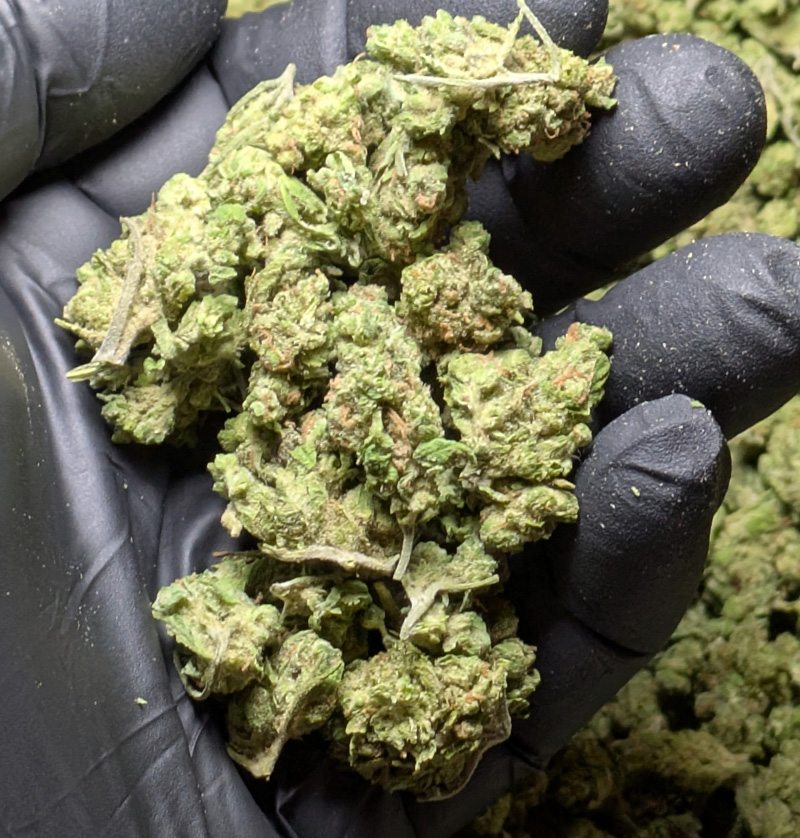 Blue Dream THCA Flower $100 zips