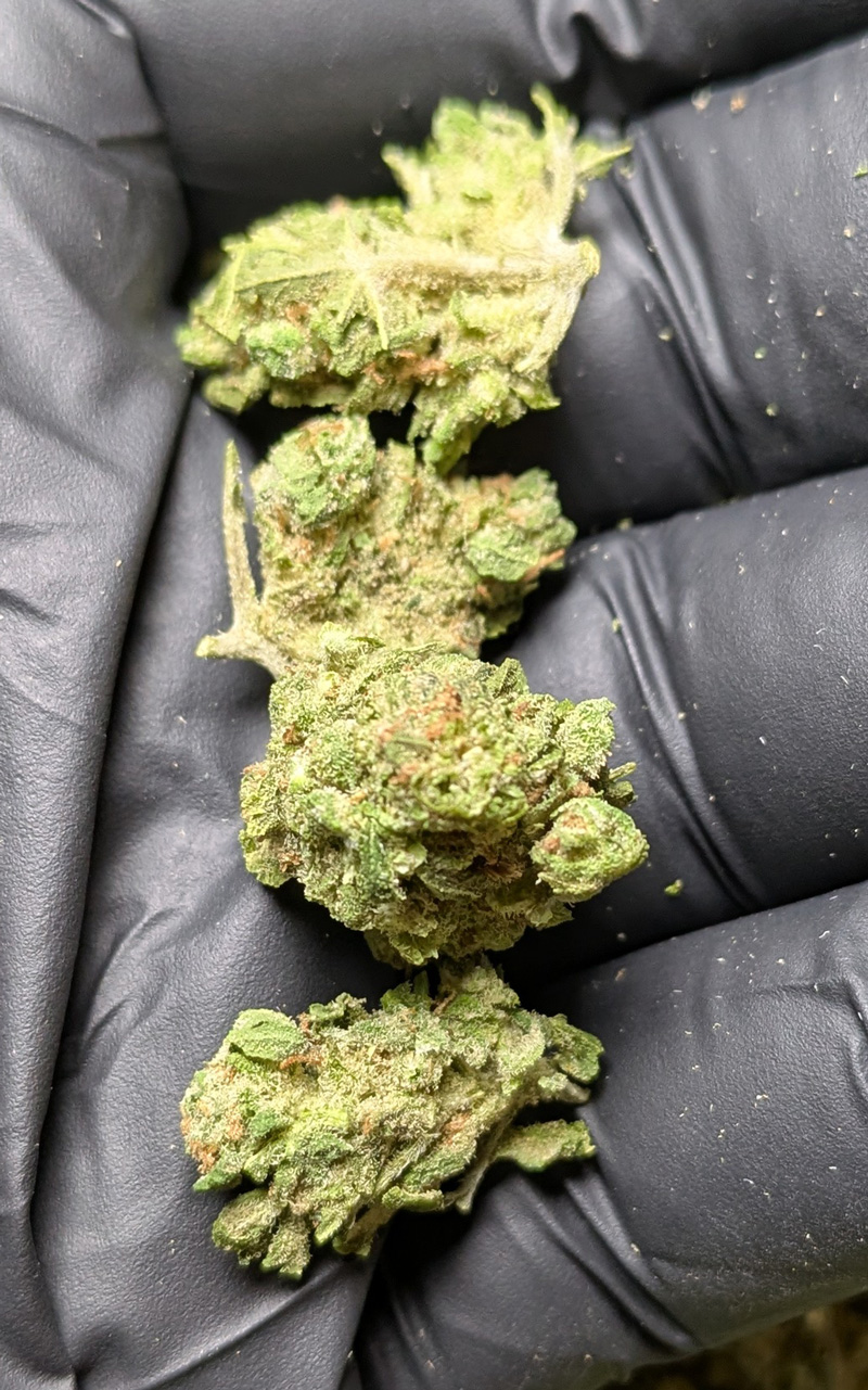 Blue Dream THCA Flower B Buds