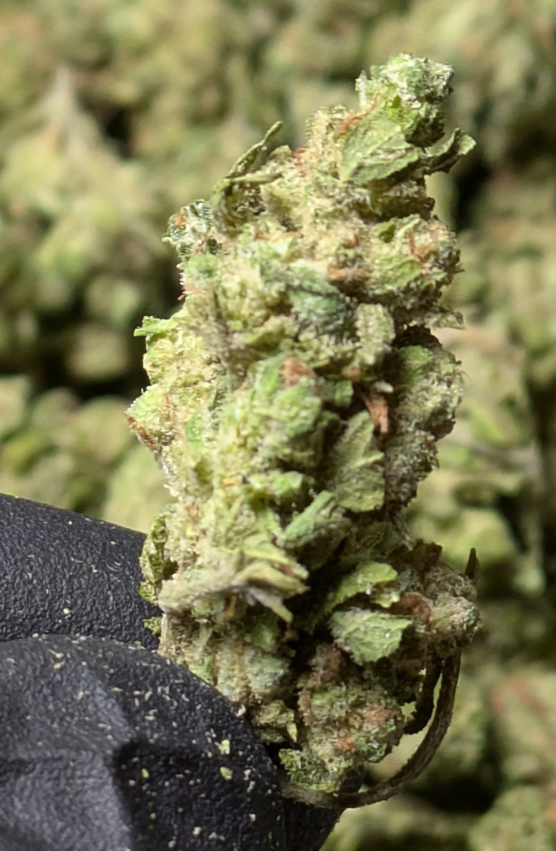 Buy Blue Dream THCa Flower at TWS