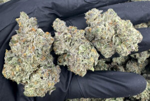 Read more about the article Exotic THCA Flower Strains You Don’t Want To Miss Out On