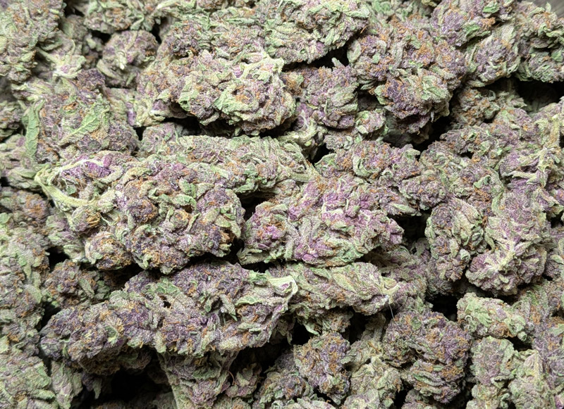 1lb of Tropicana Cookies THCA Flower For Sale