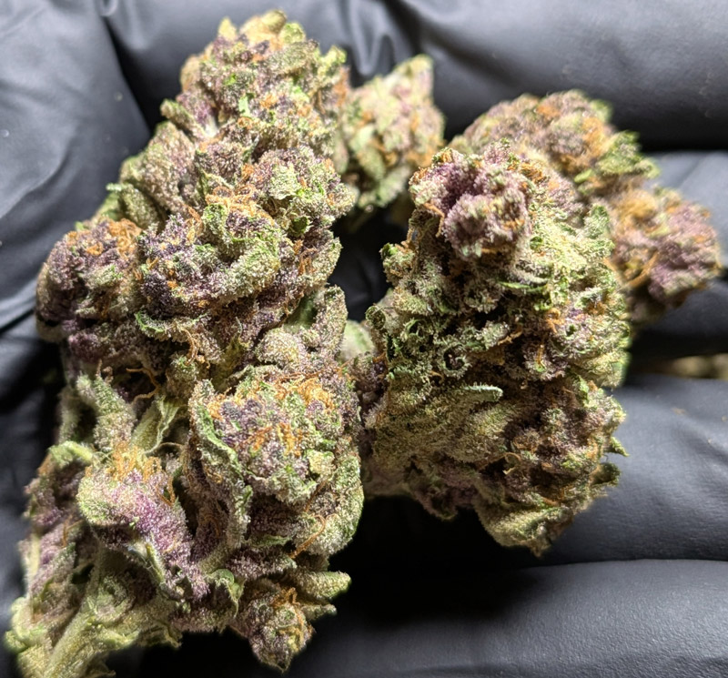 Tropicana Cookies Exotic THCA Flower
