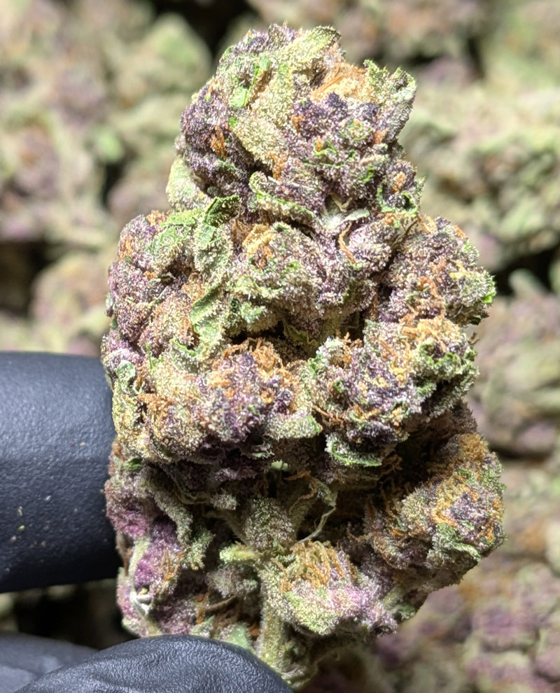 Buy Exotic THCA Flower Tropicana Cookies