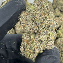White Chocolate THCA Flower (50/50 Hybrid)