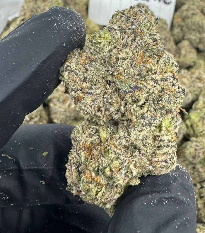 White Chocolate THCA Flower (50/50 Hybrid)