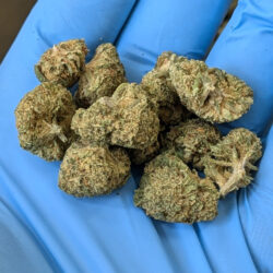Illuminati THCA Flower (Greenhouse Indica Dominant)