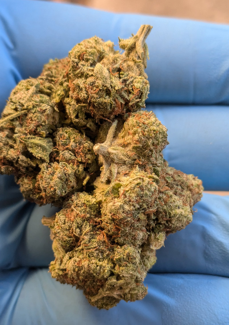 Biscotti THCA Flower For Sale
