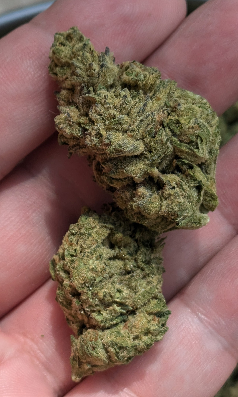 Oreoz THCA Flower For Sale