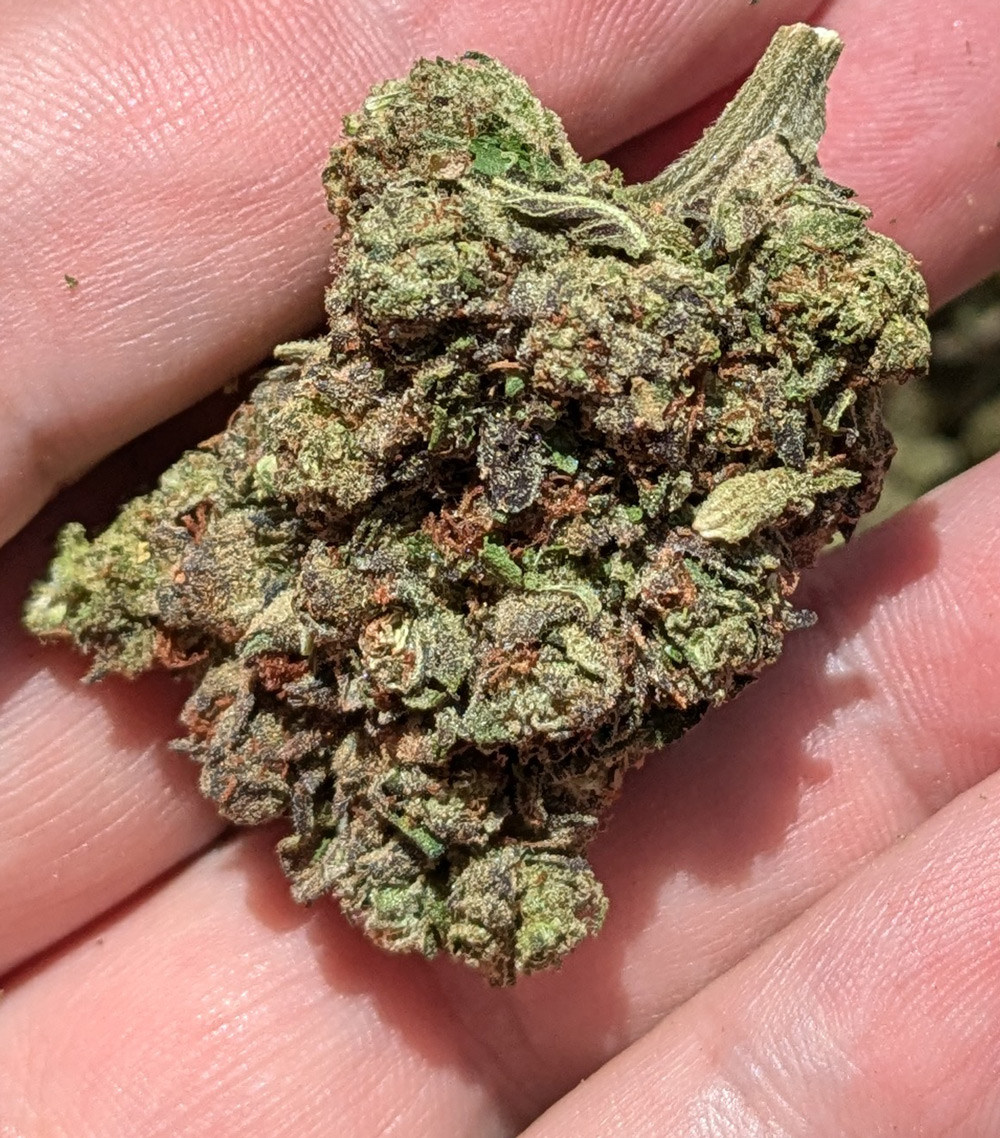 Wakanda THCA Flower Bud