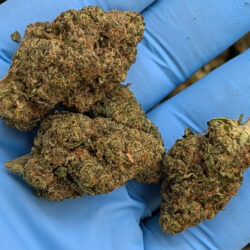 Apple Tartz THCA Flower (Greenhouse Sativa Leaning Hybrid)