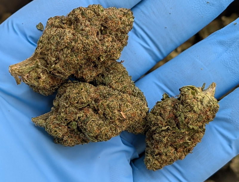 Apple Tartz THCA Flower Buds