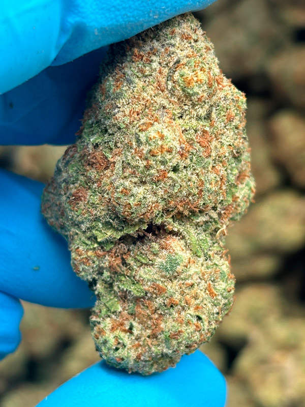 Gush Mintz THCA flower