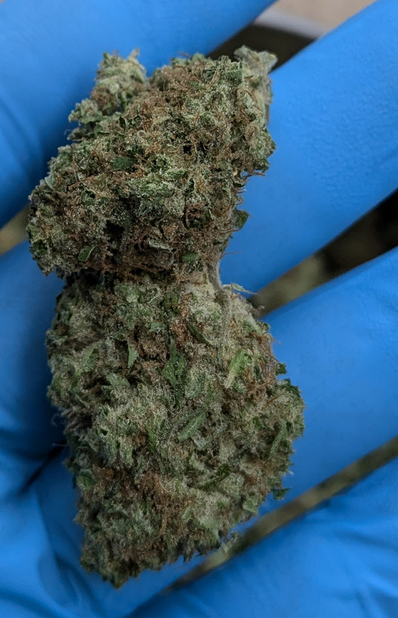 Hash Burger THCA Flower