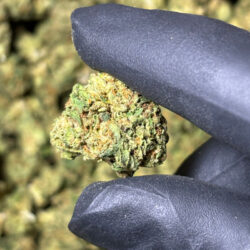 Gelatti THCA Flower Hybrid B buds