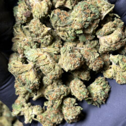 Gelatti THCA Flower Hybrid B buds