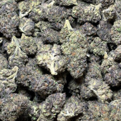 Purple ReignTHCA Flower Indica (Dominant)