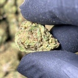 Blueberry Punch THCA Flower Sativa Hybrid B buds