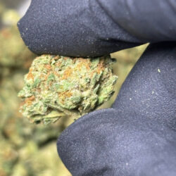 Rascal OG THCA Flower Indica dominant B buds