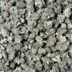 Rascal OG THCA Flower Indica dominant B buds