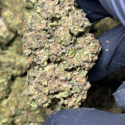 Violet Fog THCA Flower Indica Dominant