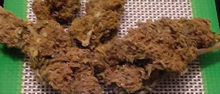 wife-cbd-flower